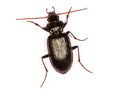 Nebria salina